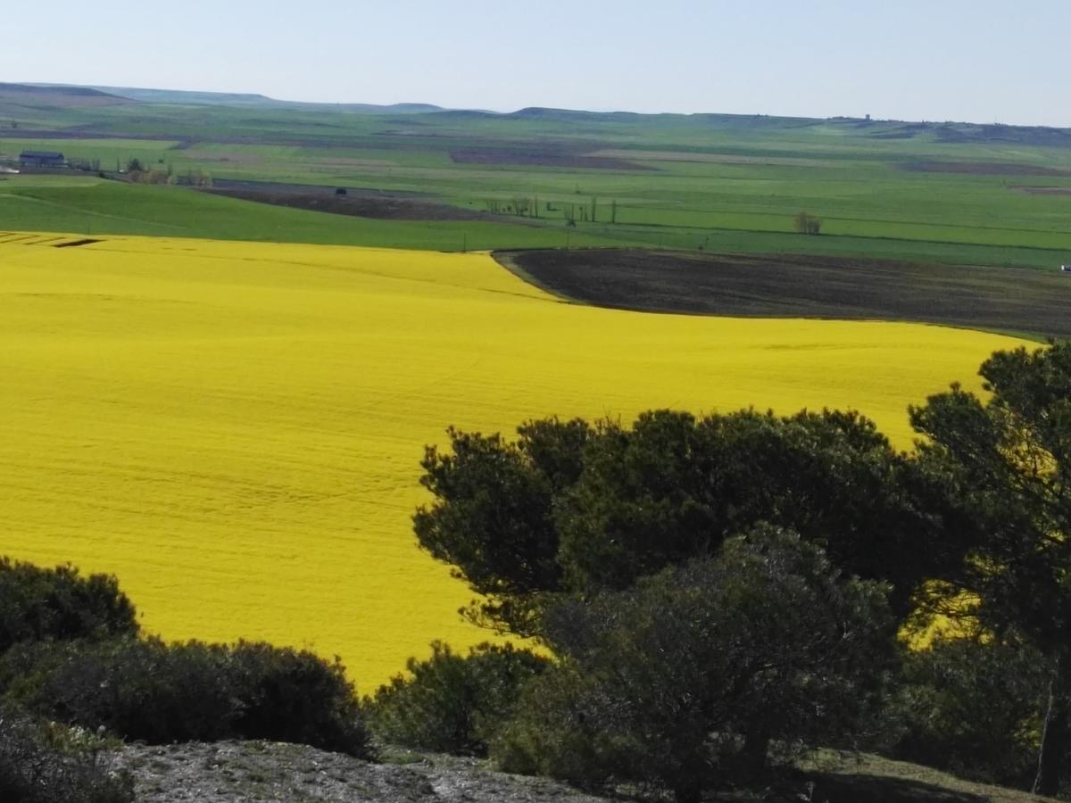 La Aldea Colorada Casa Rural Mota del Marqués Exteriör bild